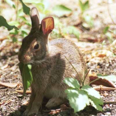 Bunny bites leaf