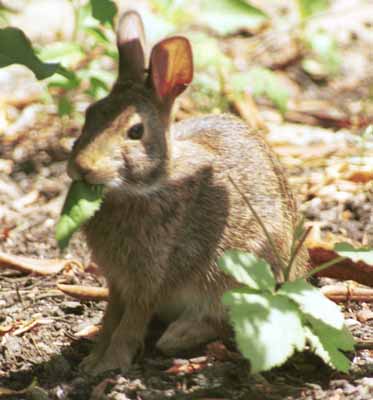 Bunny swallows leaf