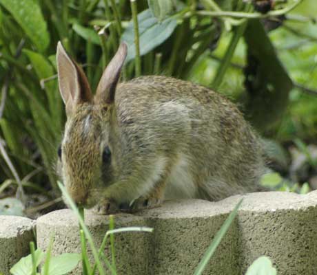 Baby eastern cottontail