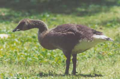 Canada adolescent