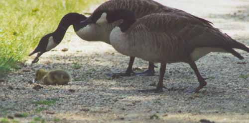 Gosling down