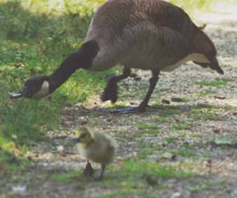 Gosling run