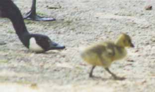 Canada Gosling