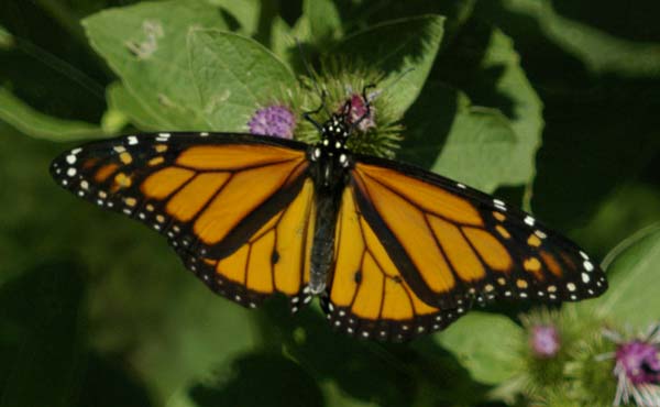 Mr. monarch
