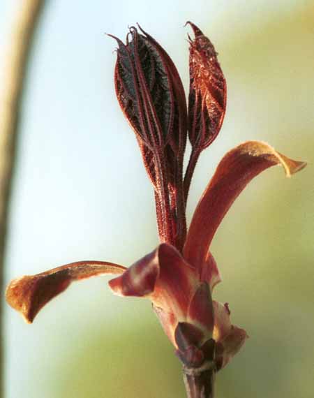 Growing Norway maple bud