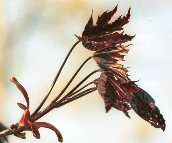 Young Norway maple leaves
