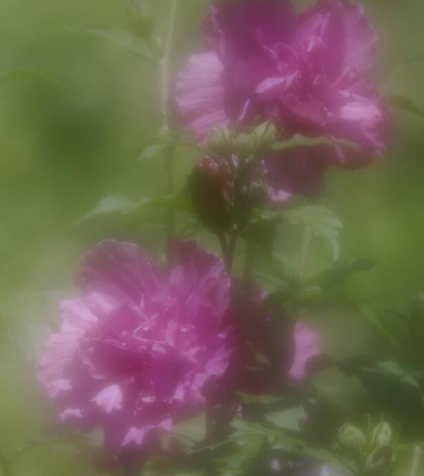 Rose of Sharon
