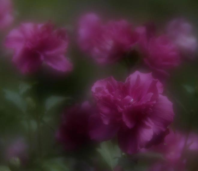 Roses of Sharon