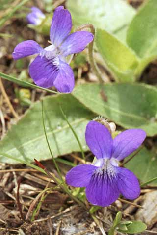 Common violet