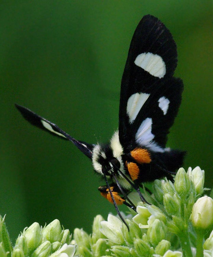 Eight-spotted forester moth