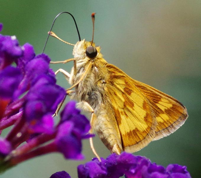 Peck's skipper