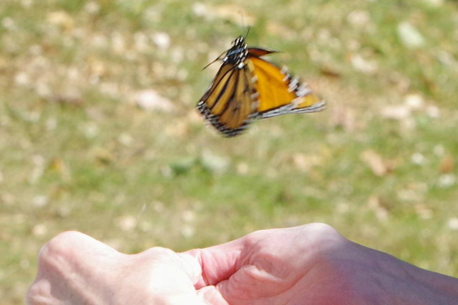 Monarch ascends