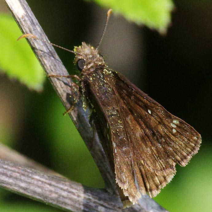 Erynnis juvenalis