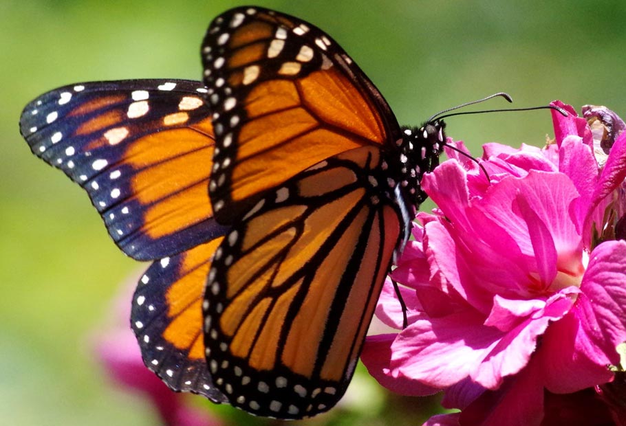 Monarch, with backlighting