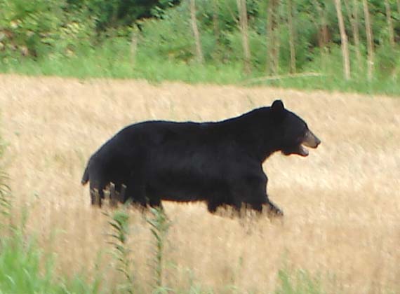 A black bear, perhaps smiling