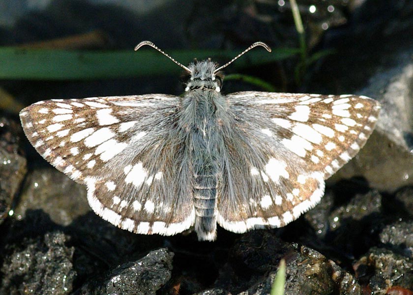 Male common checkered skipper