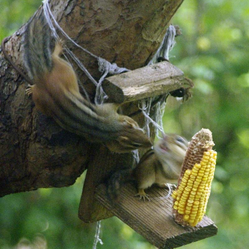 Chipmunk whirl and attack