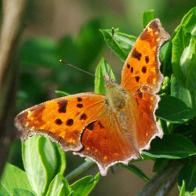 Eastern comma, wings open