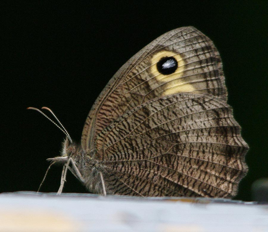 Common wood-nymph