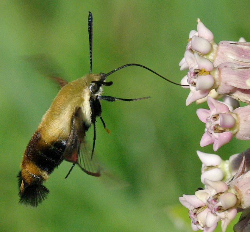 Hummingbird moth, a snowberry clearwing, enjoying nectar