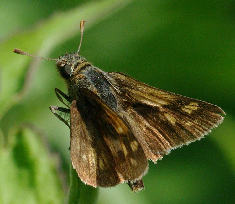 Peck's skipper