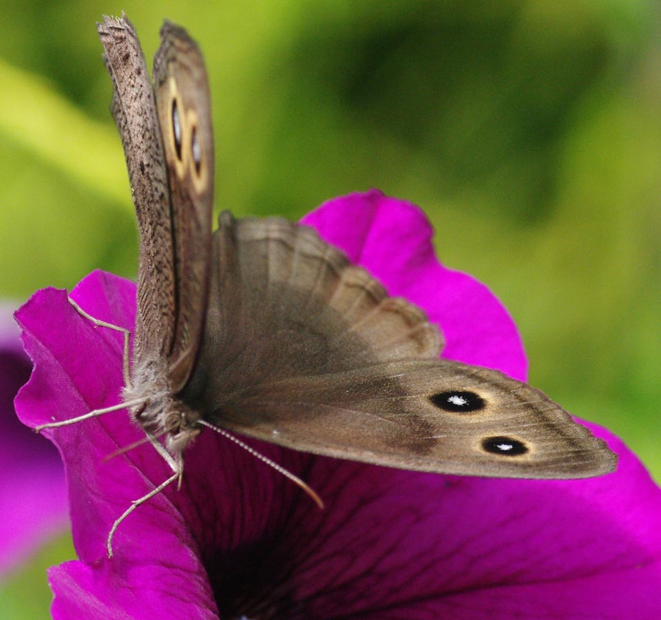 Cercyonis pegala