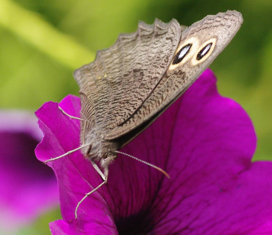 Common wood-nymph