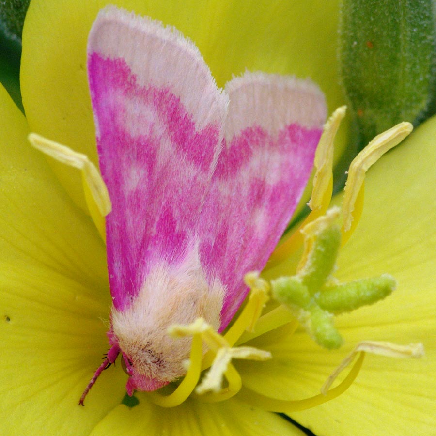 Schinia florida