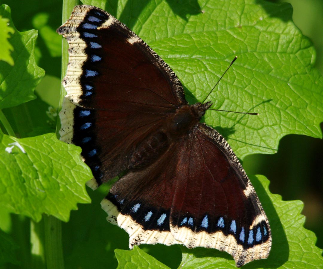 Hobomok skipper