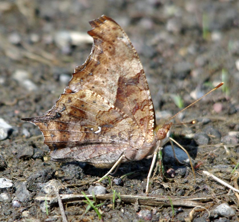 Question Mark, raised wings