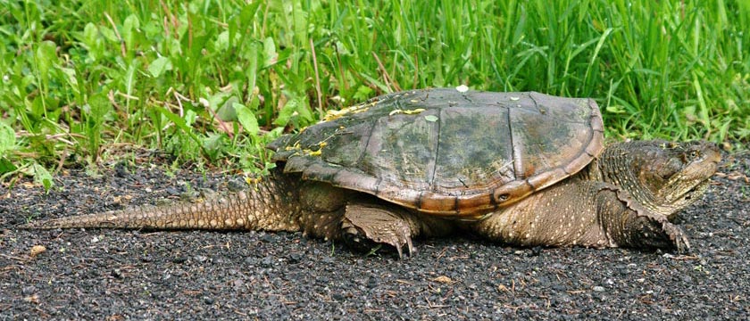Mom snapping turtle