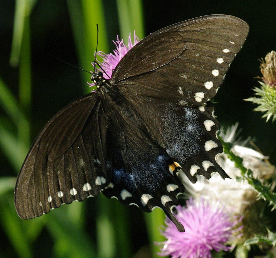 Male spicebush swallowtail