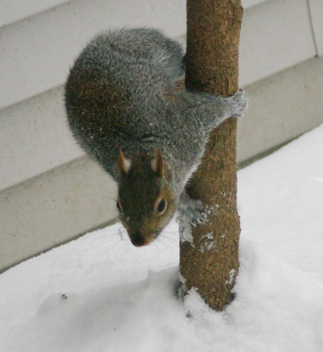 Spot at Two Trees