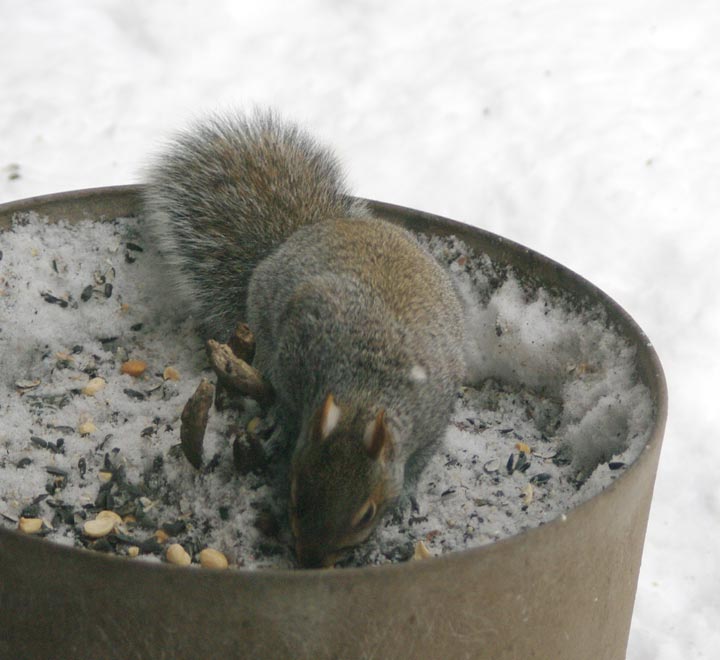 Spot in pot