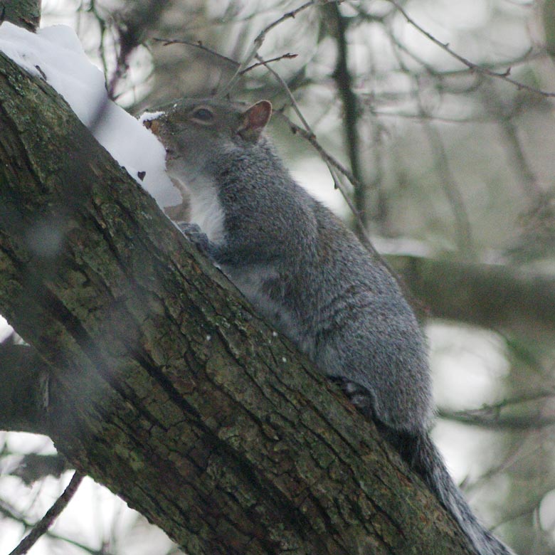 Spot eating snow