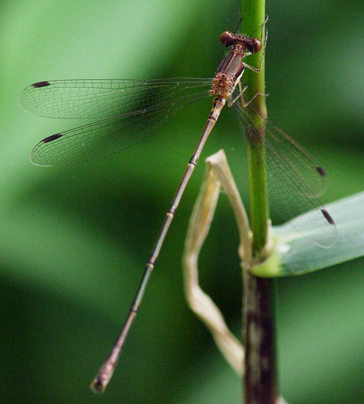 Slender spreadwing damselfly