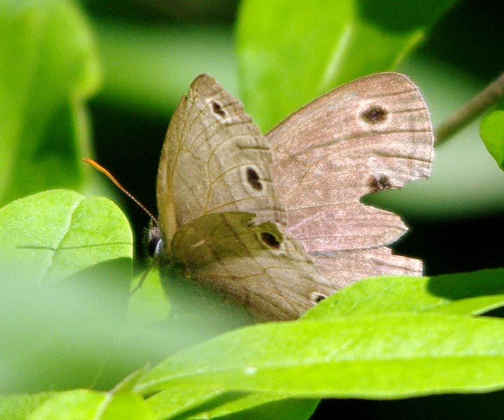 Little wood-satyr