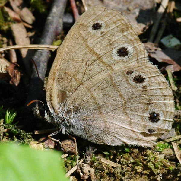 Little wood-satyr