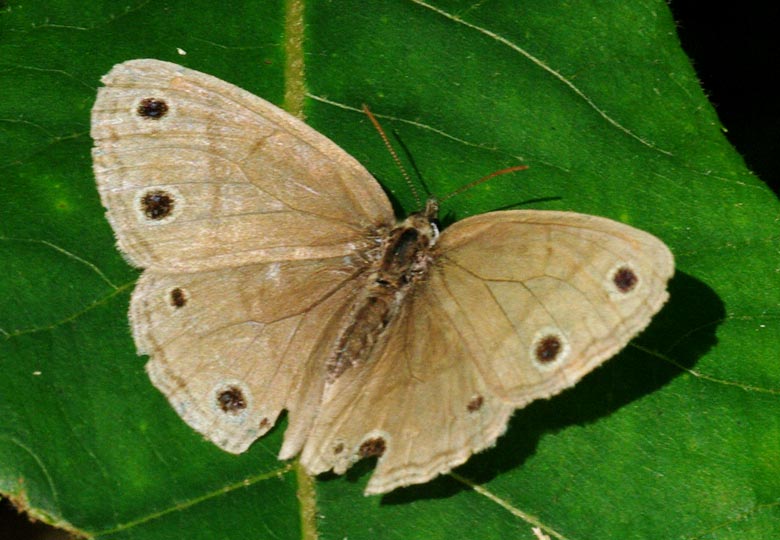 Little wood-satyr