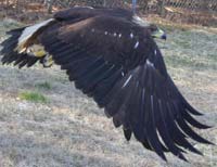 Mercury, golden eagle