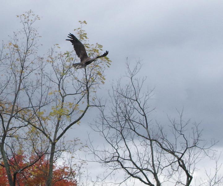 Lana in the distance