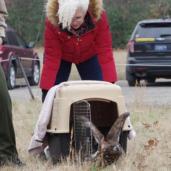 Teddy about to spring