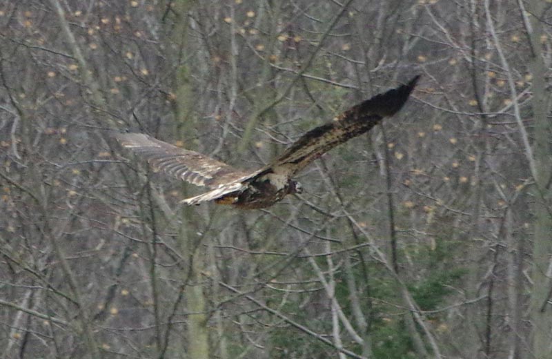 Teddy flying away