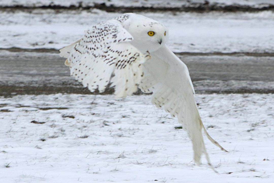 Snowy owl flying