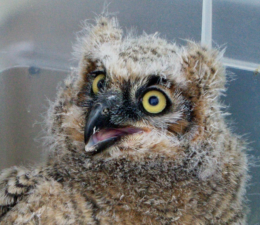 Great-horned owlet