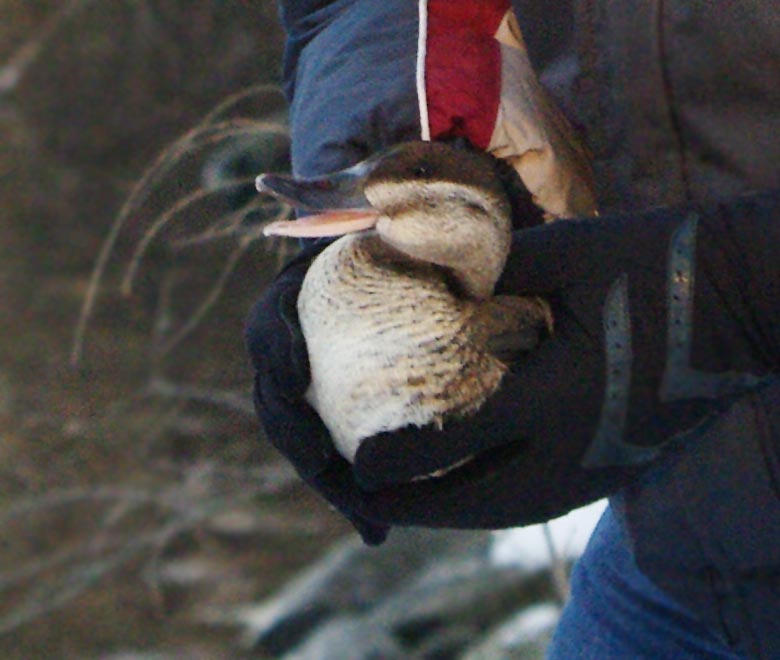 Robyn Graboski holding ruddy duck