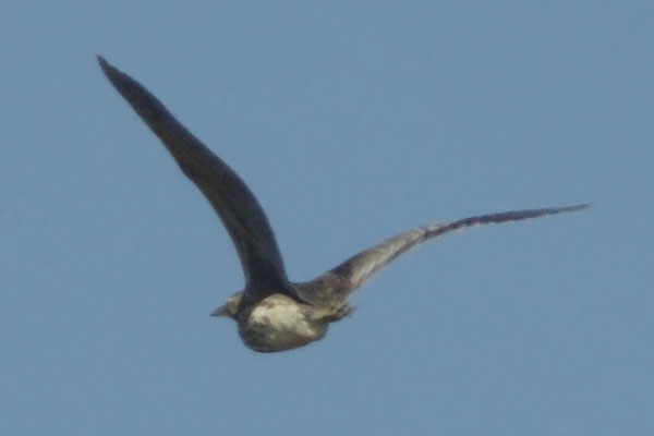 American bittern