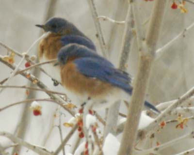 Two eastern bluebirds