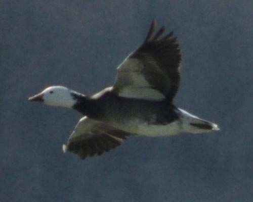 Blue snow goose flying