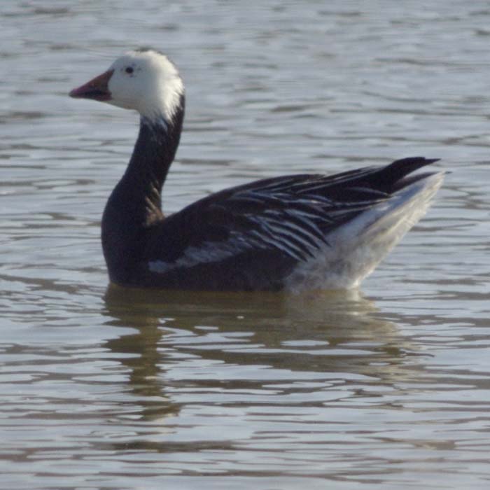 Blue snow goose swimming